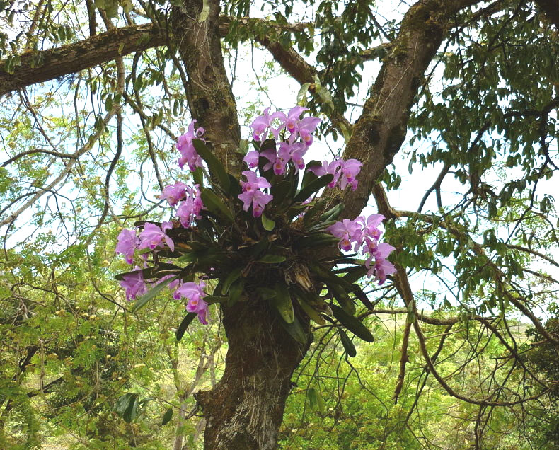 orchids Archives - Vanderwees Home & Garden