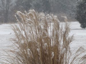 winter grass