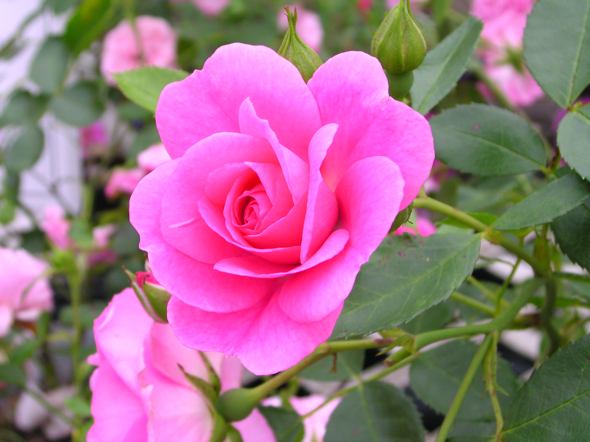 A Rose For Every Garden Vanderwees Home Garden