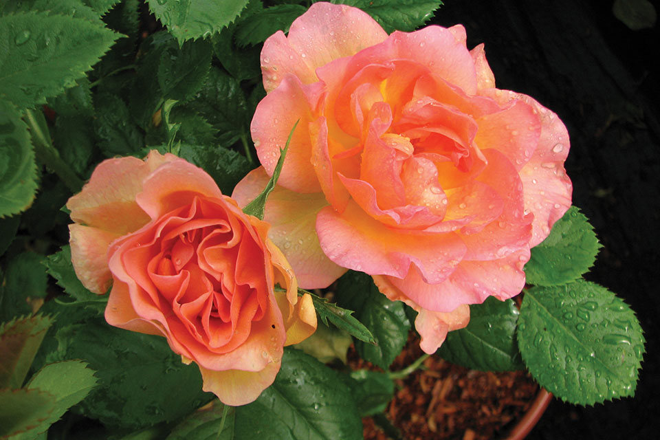 A Rose For Every Garden - Vanderwees Home & Garden